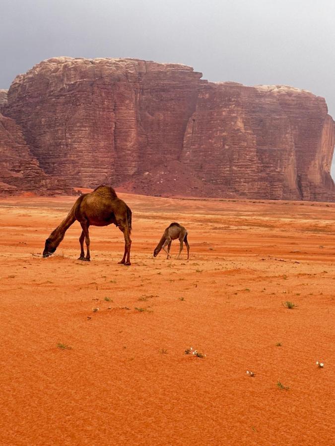 Wadi Rum Oryx Hostel & Tours Exteriör bild